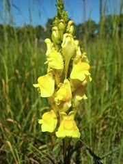Linaria vulgaris