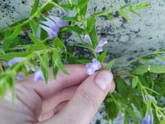 Scutellaria galericulata