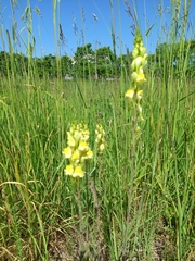 Linaria vulgaris
