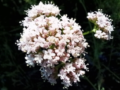 Valeriana officinalis