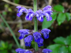 Salvia japonica