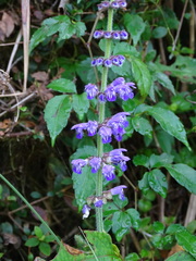 Salvia japonica
