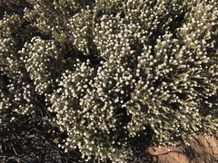 Phylica montana