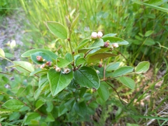 Cotoneaster lucidus