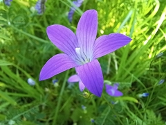 Campanula patula