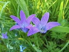 Campanula patula