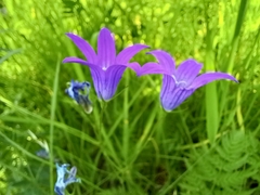 Campanula patula
