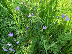 Campanula patula
