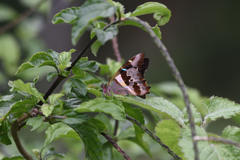 Graphium gelon