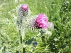 Carduus crispus