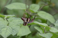 Graphium gelon