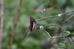 Graphium gelon
