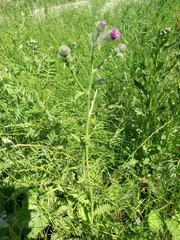 Carduus crispus