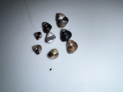 Micrelenchus huttonii