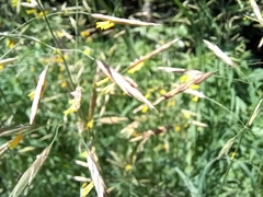 Bromus inermis