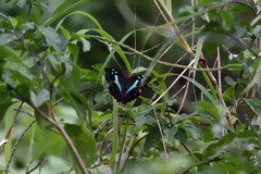 Graphium gelon
