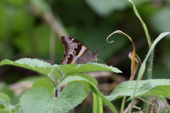 Graphium gelon
