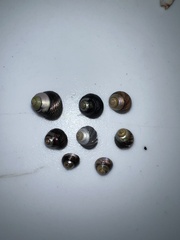 Micrelenchus huttonii