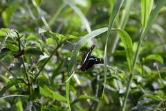 Graphium gelon