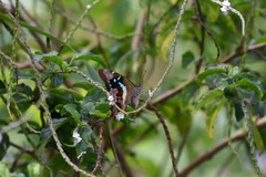 Graphium gelon