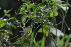 Graphium gelon
