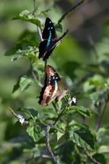 Graphium gelon