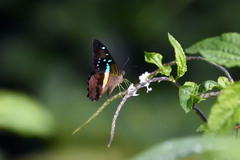 Graphium gelon