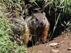 Marmota monax