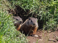 Marmota monax