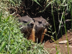 Marmota monax