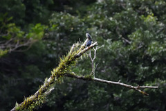 Aplonis striata striata