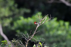 Myzomela caledonica