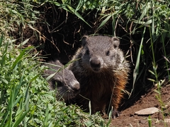 Marmota monax
