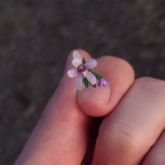 Epilobium brachycarpum