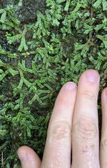 Marchantia macropora