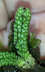 Marchantia macropora