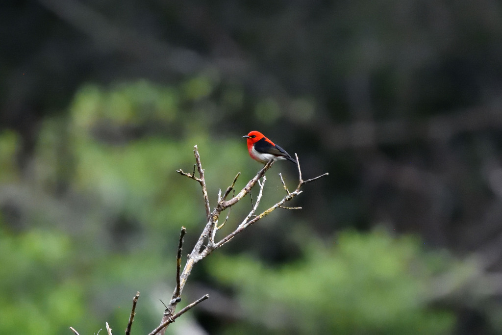 New Caledonian Myzomela