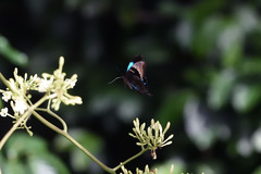 Papilio montrouzieri