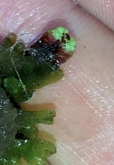 Marchantia macropora