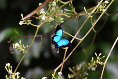 Papilio montrouzieri
