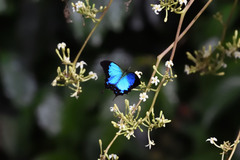 Papilio montrouzieri