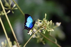 Papilio montrouzieri