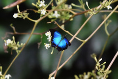 Papilio montrouzieri