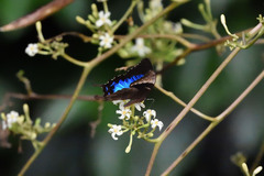 Papilio montrouzieri