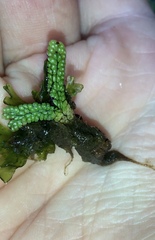 Marchantia macropora