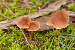 Lentinellus tasmanicus