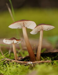 Lentinellus tasmanicus