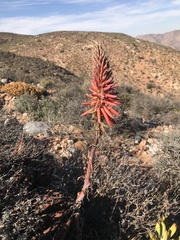 Aloe melanacantha