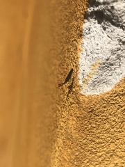 Heterotoma planicornis