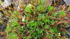 Saxifraga canaliculata
